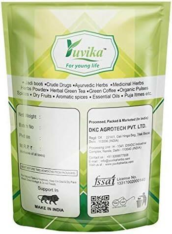 YUVIKA Mayur Shikha - Adiantum incisum