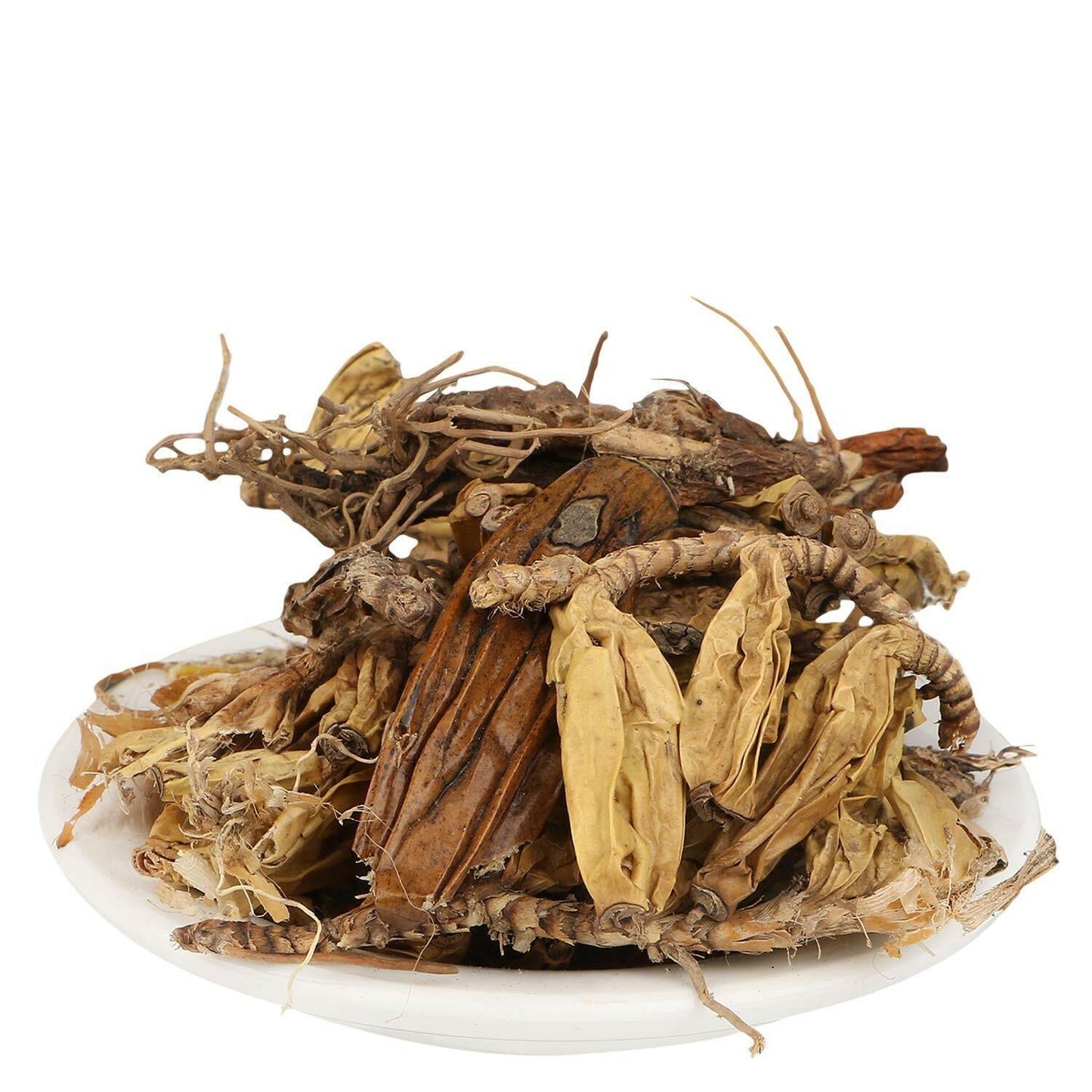 YUVIKA Jivanti - Jiwanti - Jivanthi - Leptadenia Reticulata - Holostemma adakodien