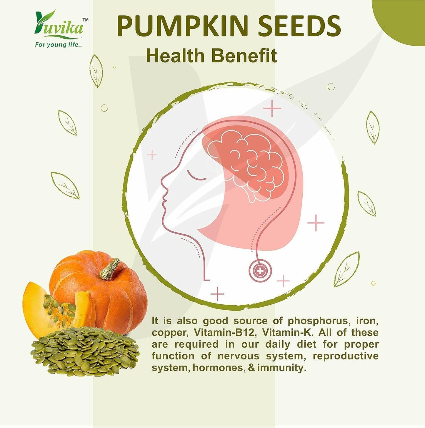 Yuvika Pumpkin Seeds - Magaz Sitaphal (Imported Seeds)
