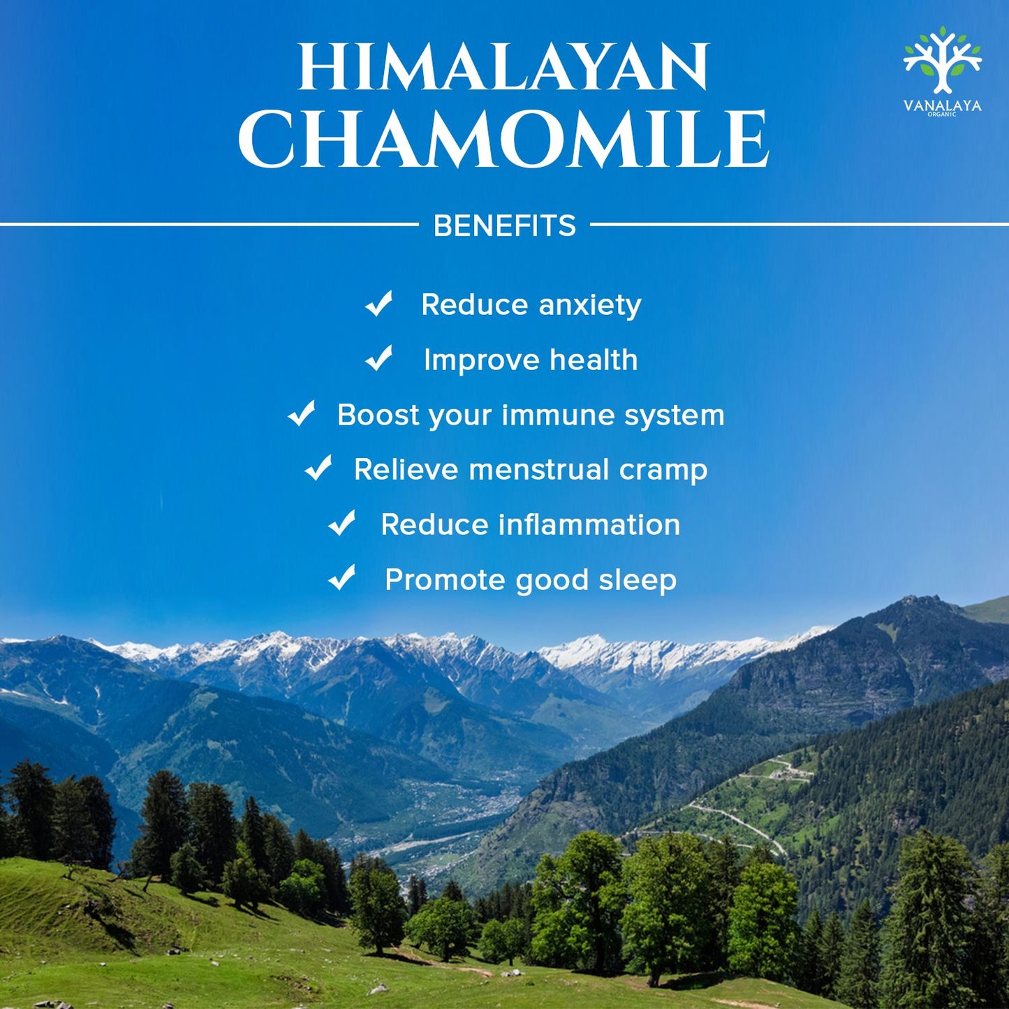 Vanalaya Calming Chamomile Herbal Tea From dried Chamomile Flowers for Sleep