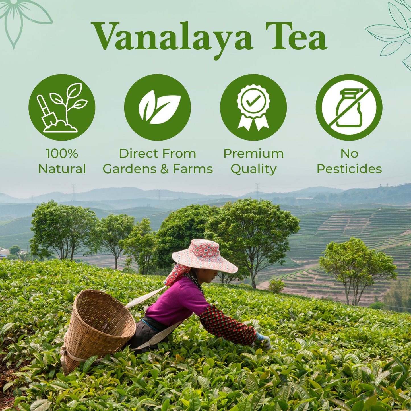Vanalaya Jasmine Green Tea from Sun Dried Jasmine Petals for Clear Mind, Improve Mood, Stress Relief and Relives Anxiety 50gm