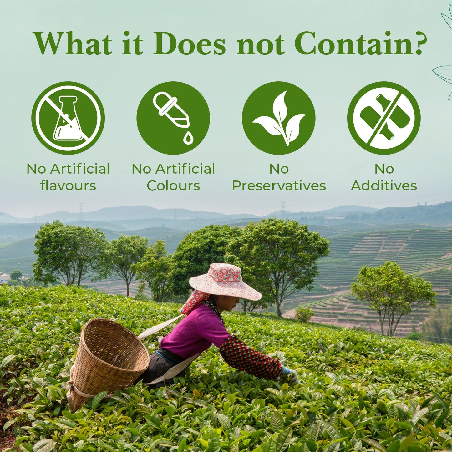 Vanalaya Jasmine Green Tea from Sun Dried Jasmine Petals for Clear Mind, Improve Mood, Stress Relief and Relives Anxiety 50gm