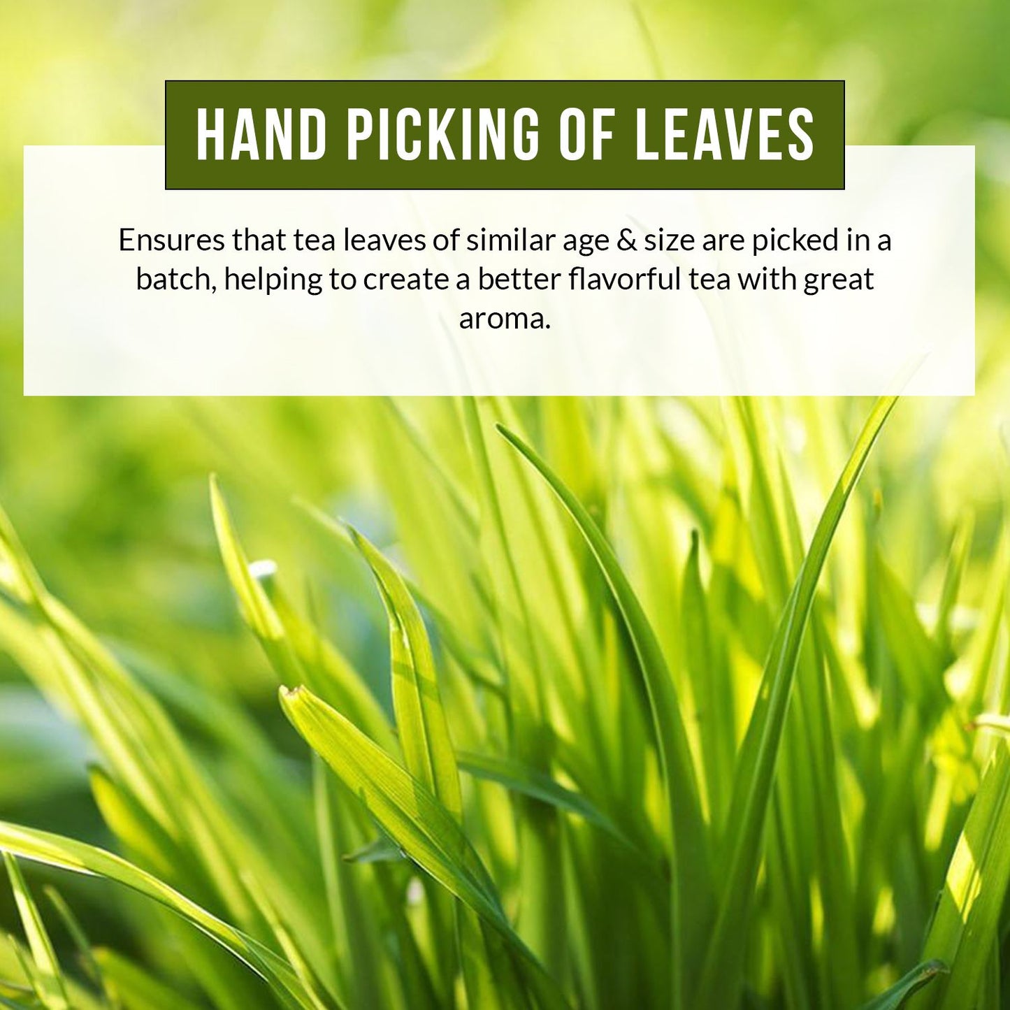 Vanalaya Lemongrass Green Tea for Detox Weight Loss & Digestion