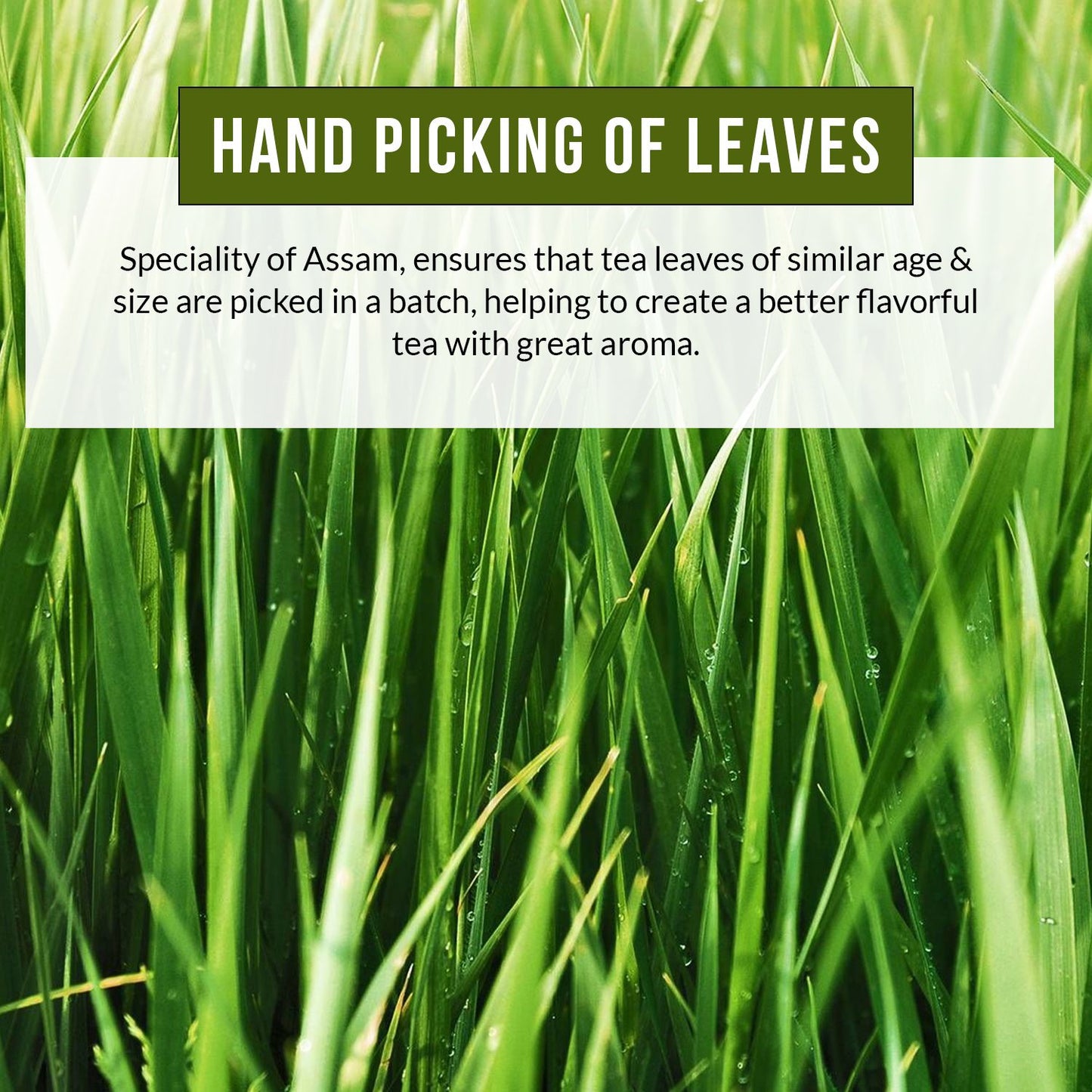 Vanalaya Lemongrass Green Tea for Detox Weight Loss & Digestion