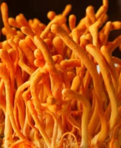 Cordy Herb Cordy Tea Dry Cordyceps Tea Dietary Supplement Relaxes Stomach High Antioxidants | Boost Immune System | Vitamin for Men (50 Gram)
