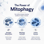 De-Age Urolithin A 60 Capsules | Mitochondrial & Cellular Health Support Supplement