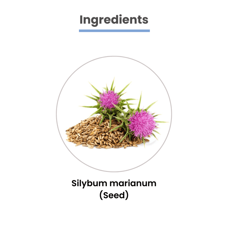 MediZen Milkthistle Extract Capsule