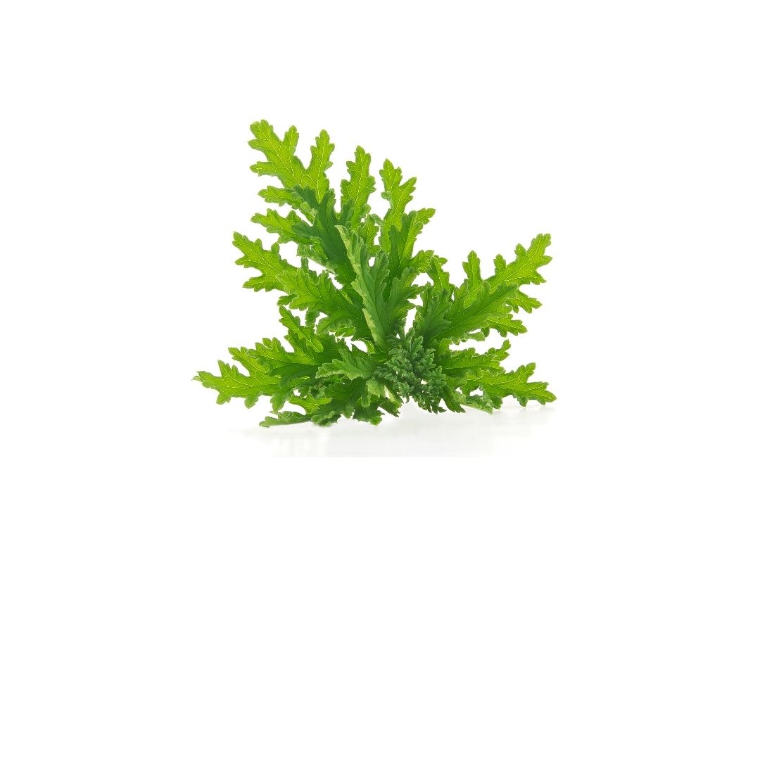 Khadi Citronella Essential Oil | Pure & Natural Citronella Oil for Home & Body Care | Essential Oil for Fresh Aroma & Outdoor Insect Protection | Aromatherapy & Diffuser Oil | 15 ml