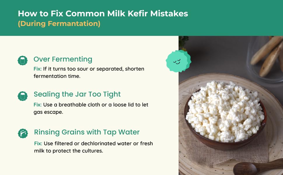 Kelifta by Feelgood Kefir® - Live Premium Hand-Picked Extra large Sized Milk Kefir Grains (10g) | 95+ Live Active Strains | Includes Strainer & Spoon | Reusable & Multiplying | Kefir Probiotic