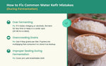 Kelifta by Feelgood Kefir® - Live Large Sized Water Kefir Grains (50g) | IIncludes Strainer & Spoon | Lifetime Support | Kefir Probiotic