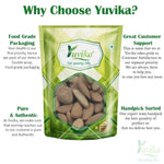 YUVIKA Beej Kanchan - Michelia Champaca