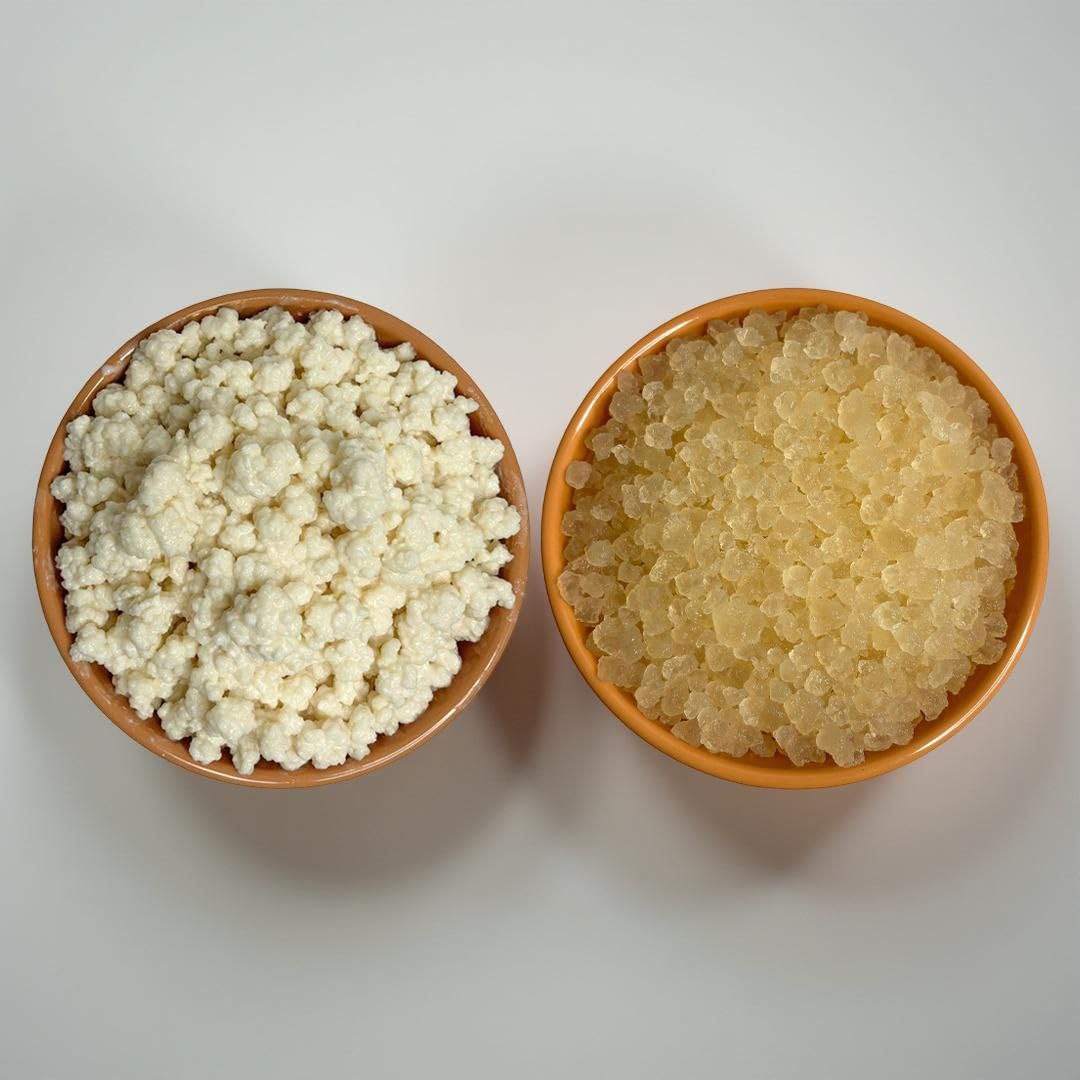 Kelifta by Feelgood Kefir® - Combo of LIVE Large Sized Milk Kefir Grains (15 Grams) & Water Kefir Grains (50 Grams) | Lifetime Reusable & Multiplying