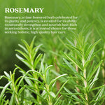 Bixa Botanical Rosemary Dry Leaves | Top-Grade Sourced From Egypt | Culinary Seasoning & Natural Hair Growth Rinse - 120gm