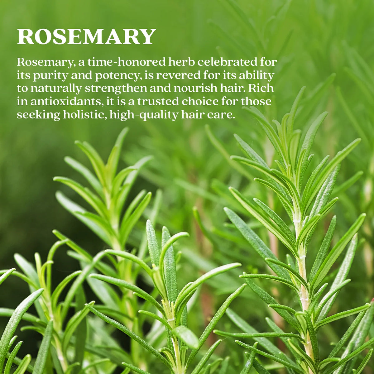 Bixa Botanical Rosemary Dry Leaves | Top-Grade Sourced From Egypt | Culinary Seasoning & Natural Hair Growth Rinse - 120gm