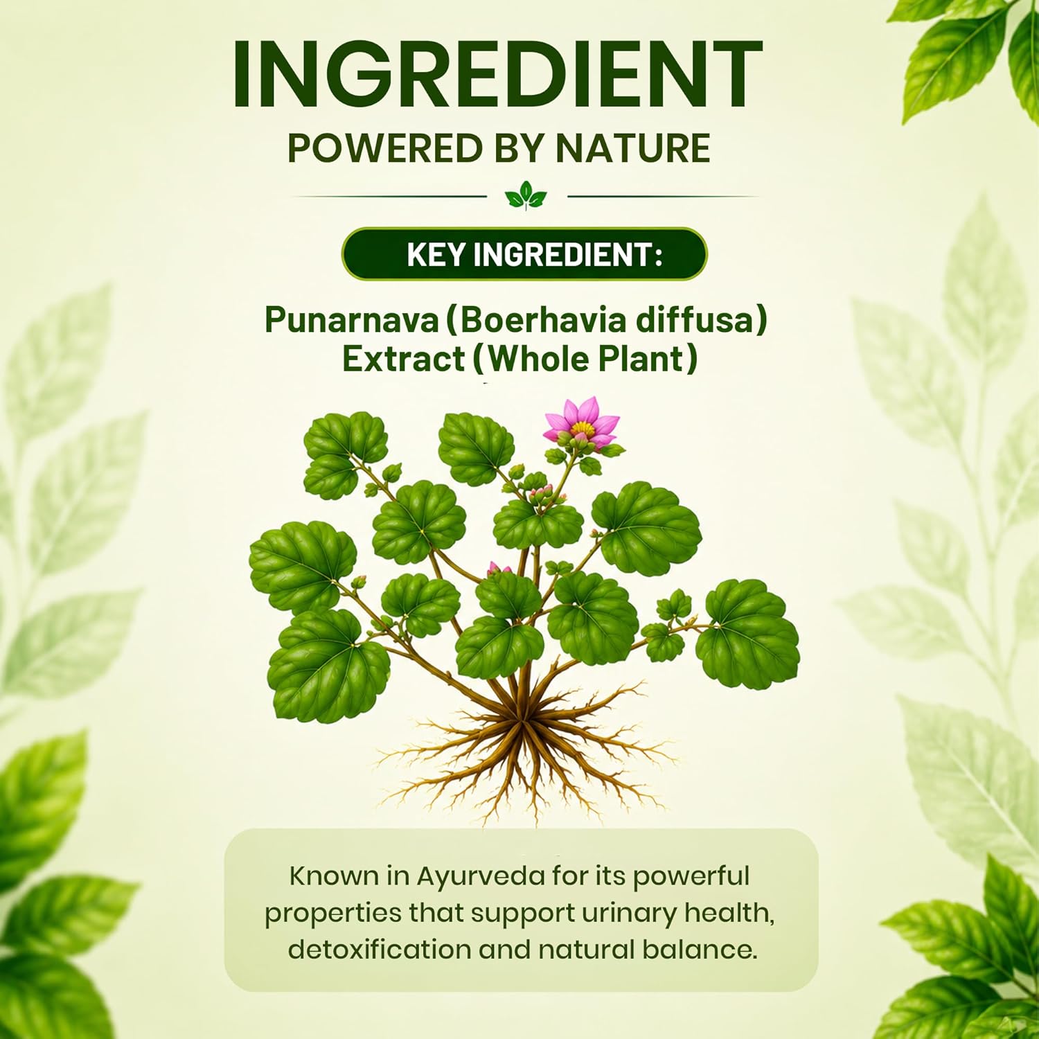 Pure Nutrition Punarnava Tablets (250mg | 90 Tablets)