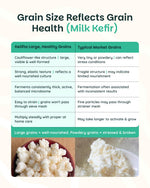 Kelifta by Feelgood Kefir®- Live Premium Large Sized Milk Kefir Grains (20g) | 95+ Live Active Strains | Includes Strainer & Spoon | Reusable & Multiplying | Kefir Probiotic