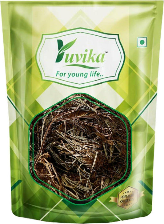 YUVIKA Mayur Shikha - Adiantum incisum