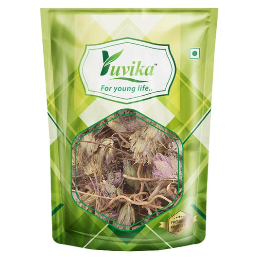 Yuvika Jufa - Zufa - Hyssopus Officinalis Linn - Hyssop - Issopo - Holy Herb