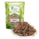 Yuvika Afteeyun Cuscuta Reflexa - Aftiun - Afttimoon - Amar Bel - Aakash Bel - Dodder