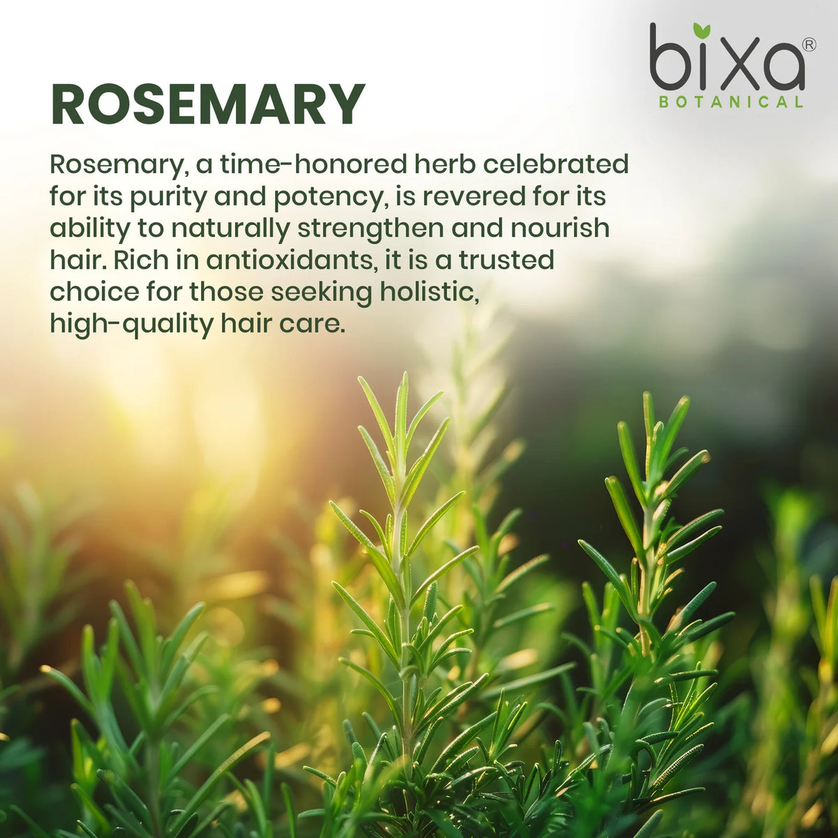 Bixa Botanical Rosemary Essential Oil | 100% Pure & Natural Top-Grade Essential Oil for Hair Growth & Scalp Health