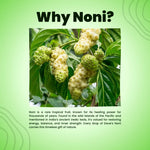The Dave's Noni Bath Bar Soap (100gms Each) (Pack of 3)