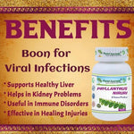 Planet Ayurveda Phyllanthus Niruri Capsule - 60 Capsules