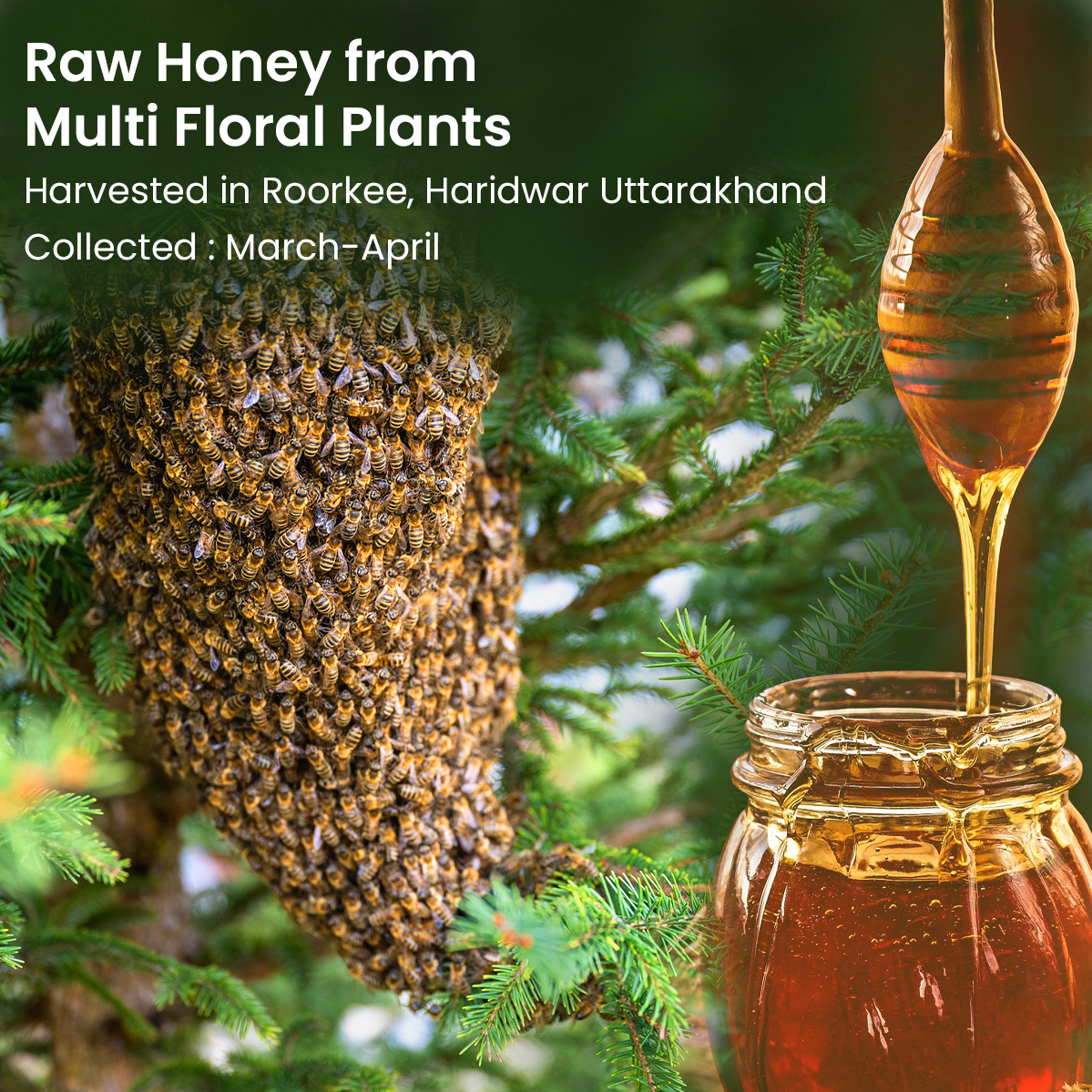 Vyas Ayurvedic Wild Forest Multi flora Raw Honey