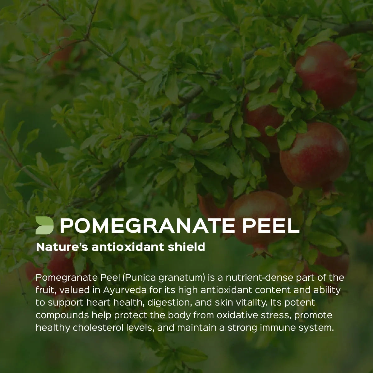Bixa Botanical Pomegranate Peel Powder (Punica Granatum) | Pure Anar Chilka Powder for Gut Health, Antioxidant Defense & Skin Rejuvenation (200g)