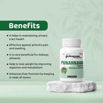 Dr. Satnam’s Arogyam Ayurveda Punarnava Capsules (500mg, 60 Capsules) | Pure Boerhavia Diffusa Extract for Kidney Health, Fluid Retention & Systematic Detoxification