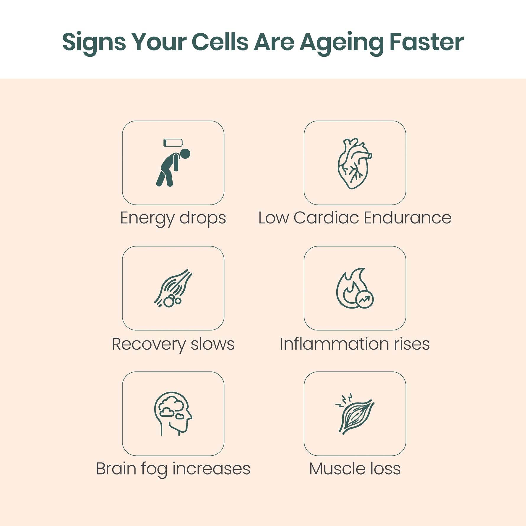 Vedistry Richelth Tablets 60s - Anti-Aging Cellular Health & Mitochondrial Energy Booster