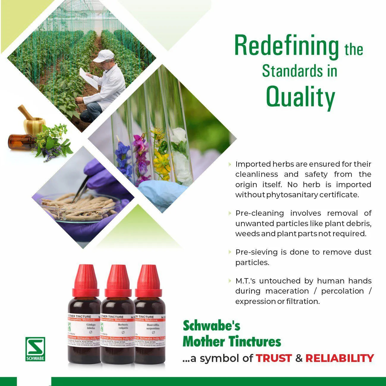 Dr Willmar Schwabe India Chelidonium Majus Mother Tincture Q - 30ml - Pack of 3