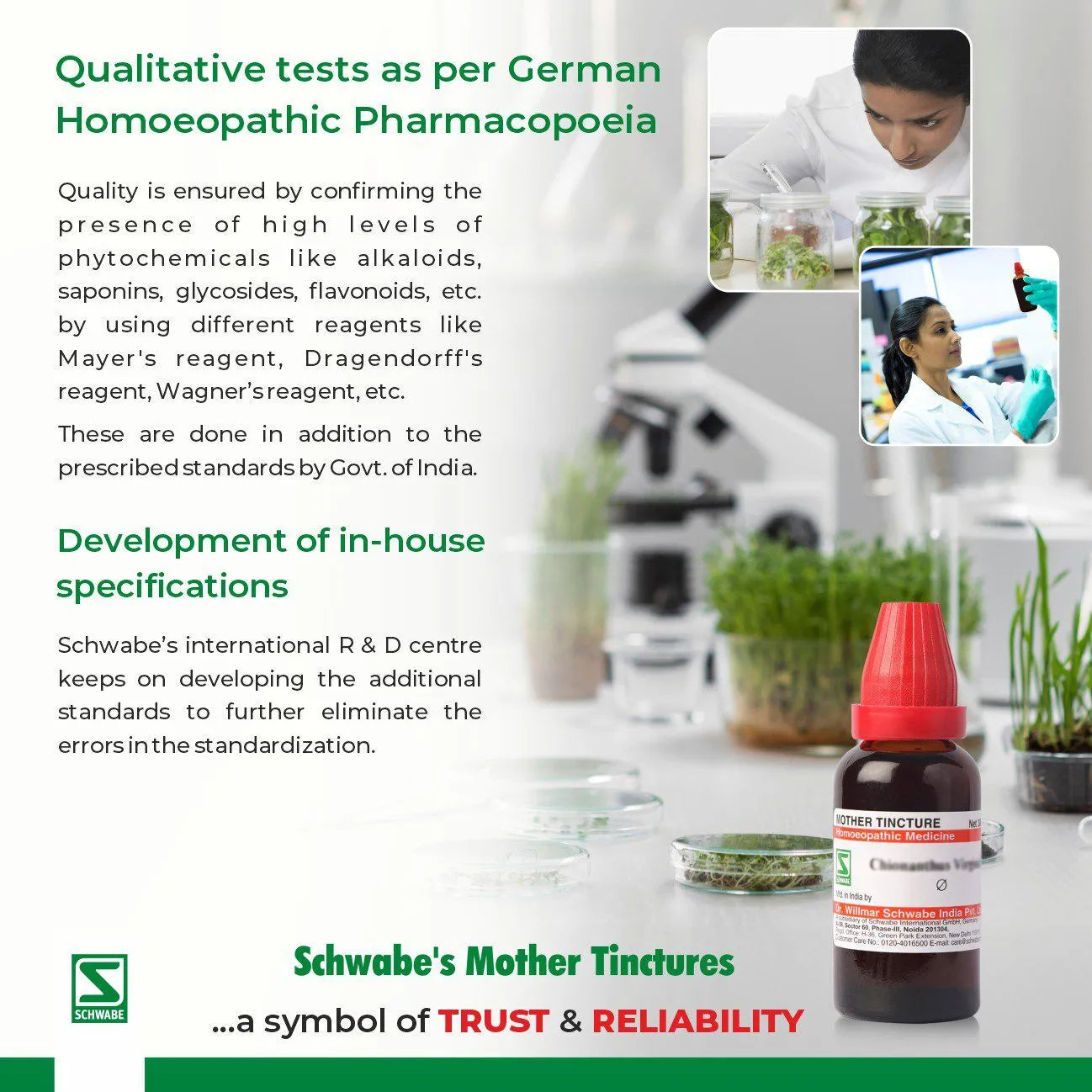 Dr Willmar Schwabe India Chelidonium Majus Mother Tincture Q - 30ml - Pack of 3