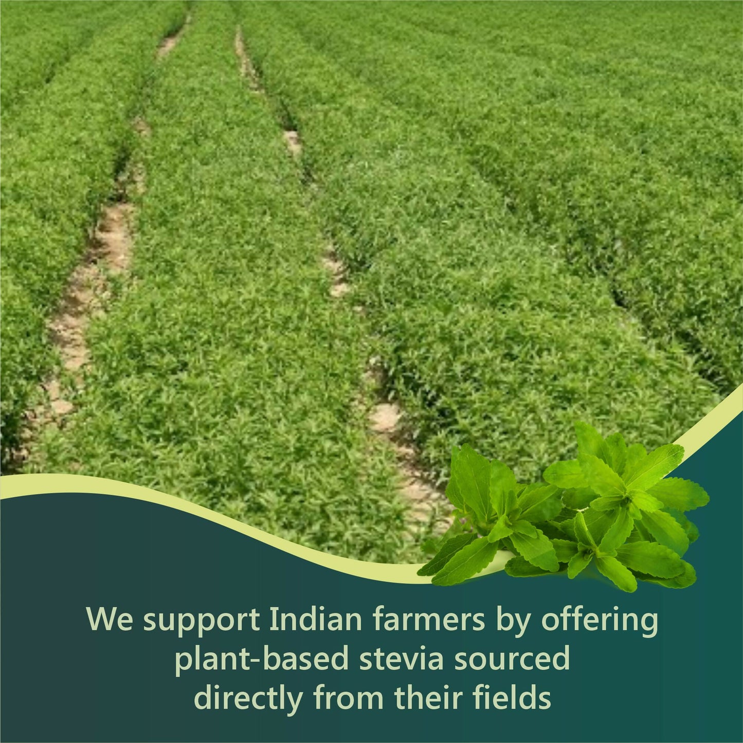 FOSSTEVIA 10 ML 8