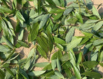 Hetha Himalayan Bay Leaf / Tejpatta - 200g