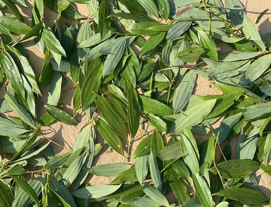 Hetha Himalayan Bay Leaf / Tejpatta - 200g