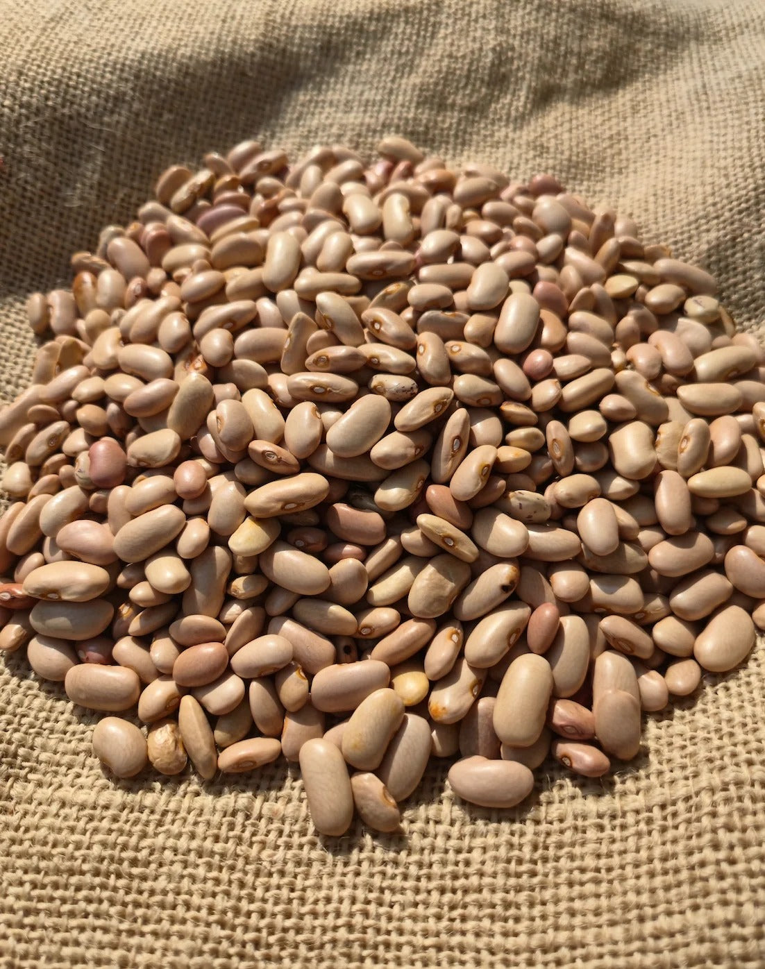 Hetha Himalayan White Rajma - 1kg